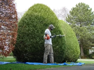 Tree Trimming Services(1)