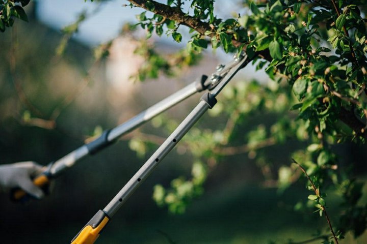 Tree Trimming Services in Royse City TX