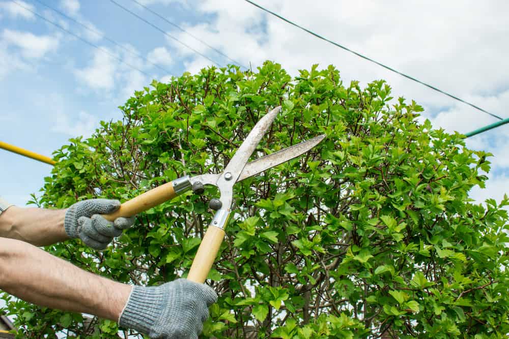 Tree Trimming Services