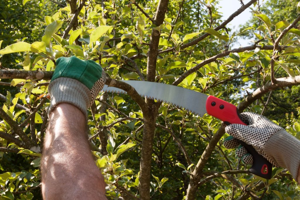 Tree Trimming Services