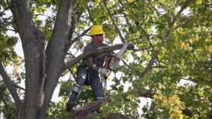 tree trimming