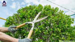 Essential Tips for Effective Tree Trimming and Care: A Comprehensive Guide