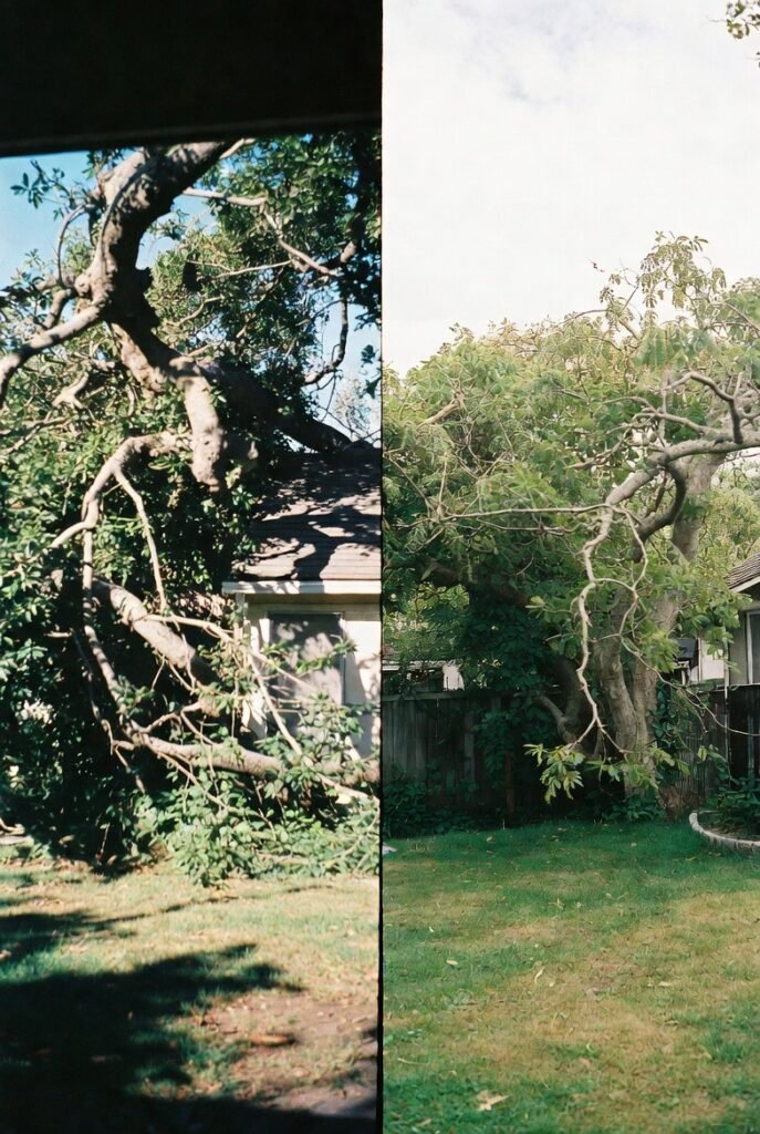 Tree Trimming