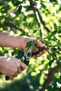 Rules of Pruning