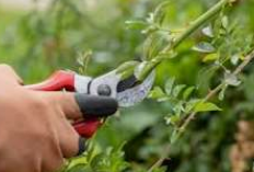 What Is the 123 Rule of Pruning?